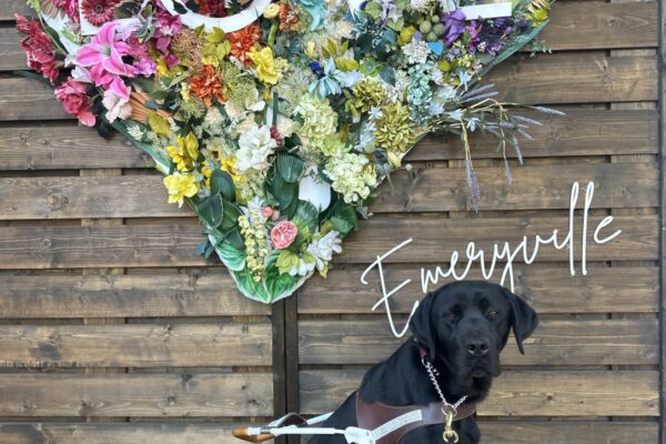 Lox sitting in harness with a heart made of flowers and "LOVE" written in white lettering across the heart.
