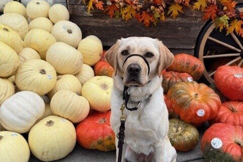 Janessa is picture sitting in front of different colored pumpkins. Behind her to the right are reddish pumpkins and to the left are mostly yellow and white pumpkins. There is a brown wagon cart behind all the pumpkins with a scarecrow and fall colored leaves atop it.