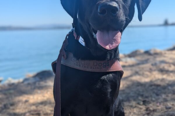 Juana sits on patchy grass in harness and four booties on her feet. She has a big smile on her face with her tongue sticking out. A large body of water can be seen on the background.