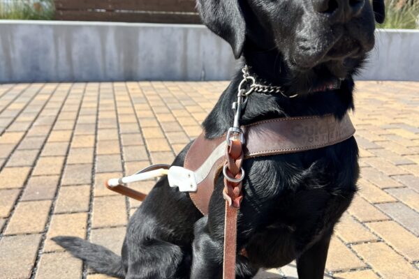 Jules is wearing her guide dog harness and sitting infront of a wooden wall with the GDB logo. She is looking into the camera and tilting her head,