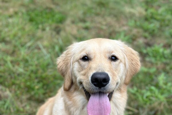 Kaya sits in a grassy field, smiling up at the camera with her tongue is hanging out the front of her mouth.