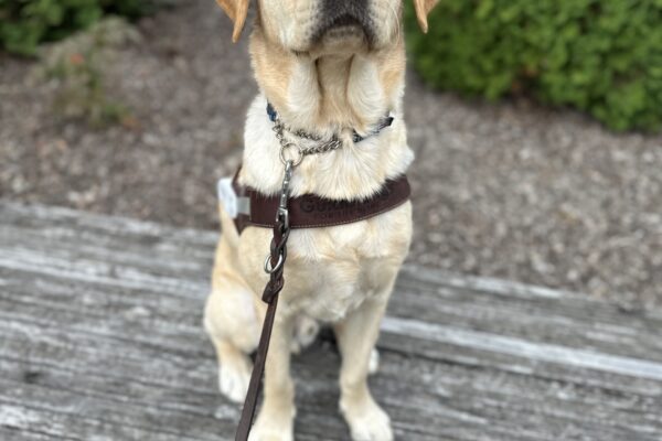 A regal male yellow Labrador named "Mammoth" sits on a wooden bench. He is looking up towards the camera and is wearing his guide dog harness.
