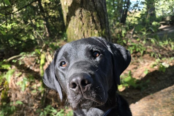 Black Lab Muir is sitting on a path in a wooded area.  He is looking up towards the camera, his brown eyes illuminated by the sun.