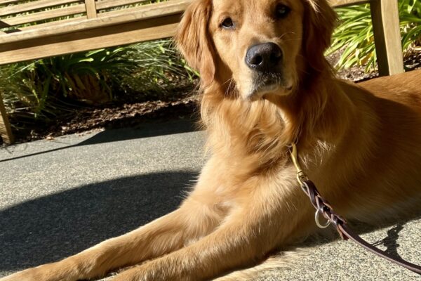 Nugget is laying on a paved patio, bathed in sunshine. Behind him is a wooden bench and green plants, and he's looking directly at the camera.
