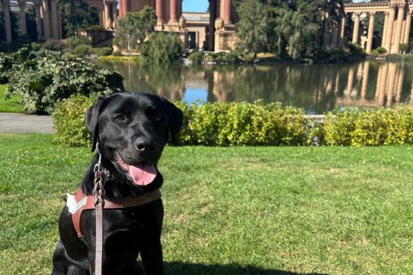 Pecan is sitting and smiling in her guide dog harness on a grass patch in front of San Francisco’s Palace of Fine Arts.