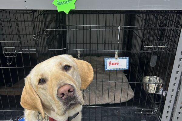 Yellow Lab Rodeo is wearing a blue service dog vest. He is sitting in front of wire kennels where a green note is attached that says: "Rodeo You're a Rockstar."