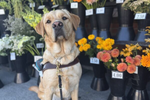 Yellow lab, Samir, looks into the camera seriously while wearing his harness in front of a flower stand with mostly yellow, orange and white flowers.
