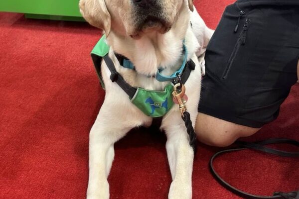 Yellow Lab Vicki laying partially on someone's leg. She's on a red carpet and wearing her green service dog vest.