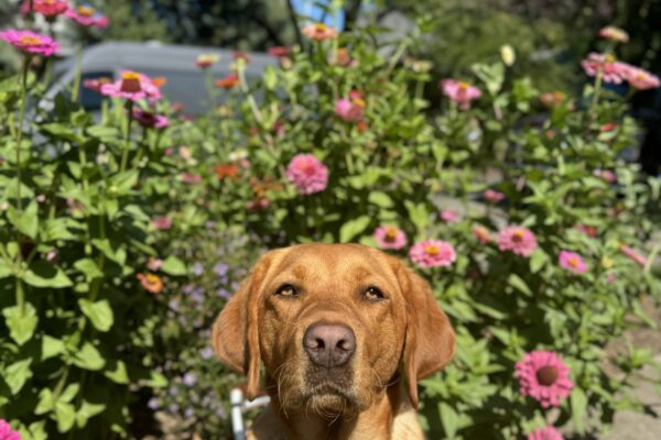 Dark red lab, Briar, sits on the sidewalk wearing her harness. Behind her are flowers in various shades of pink, she looks into the camera sweetly.