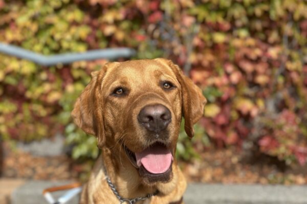 A dark red Labrador Retriever, looks into the camera with his tongue out. It is a bright sunny day and he is in full harness. Behind him is a wall of ivy that is changing colors with the fall season with beautiful reds, oranges, and yellows.