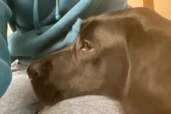 Black Lab Larson practicing a chin rest on his trainer's leg
