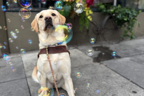 Yellow lab, Nomi, sits in front of a bike with a colorful flower arrangement and bubble machine on it. She is wearing her harness and looking at a bubble that landed on her nose.