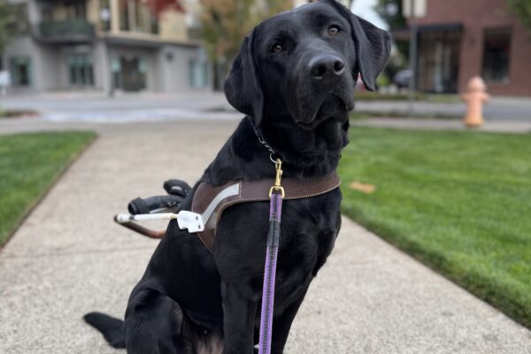Wyla sits in harness with a slight head tilt. She is in the middle of a concrete park path and in the background is a large tree whose leaves are a bright autumn red.