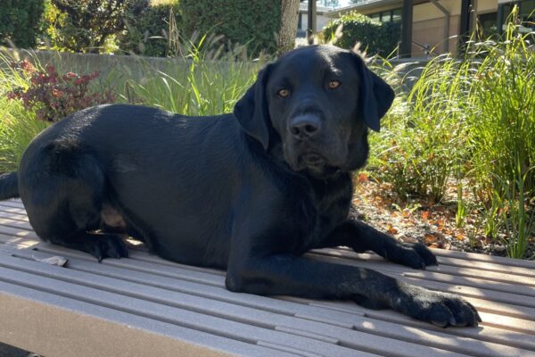 Freddy is laying down on a bench with red, orange, and green colored foliage behind him. He is looking towards the camera.
