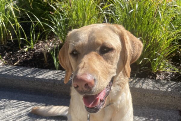 A sunny portrait of Turin, a yellow Labrador Retriever. She is looking past the camera with a relaxed, open mouthed smile on her face. She is seated on the concrete and there are some bushes visible in the background.