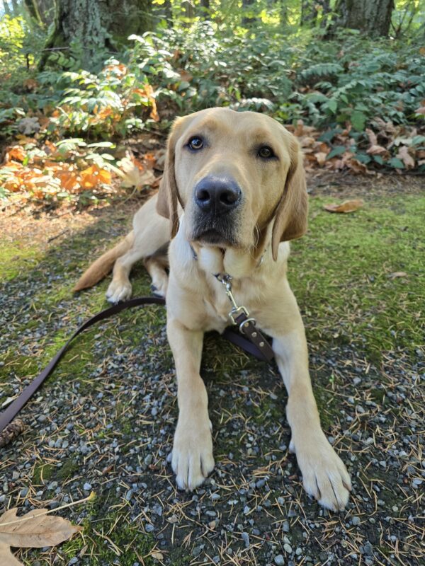 A portrait of Brulee, a yellow Labrador retriever. She is laying on a mossy trail with fall leaves around her and trees in the background.