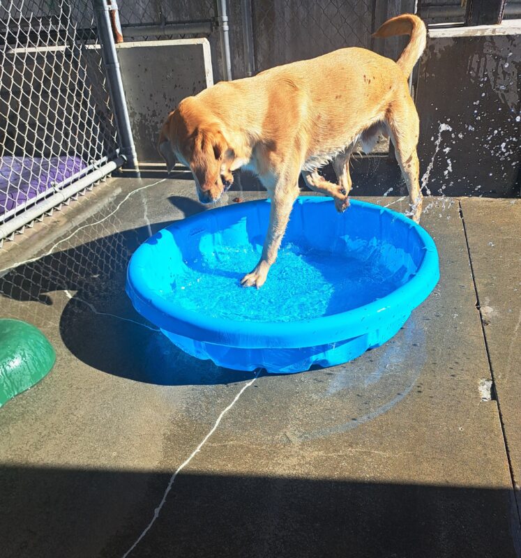 Yellow cross (Swayze) in a blue kiddie pool splashing around.