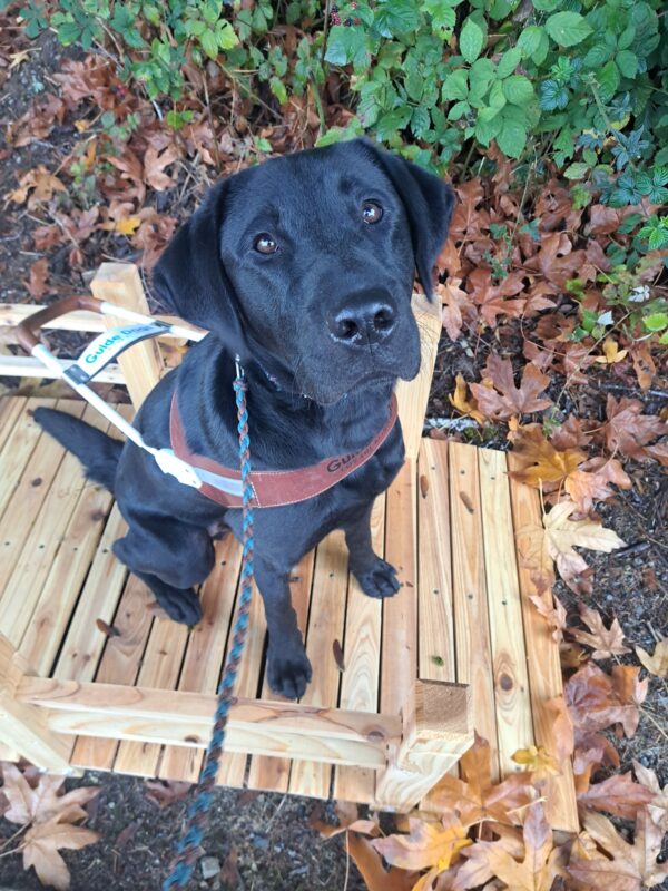 Black lab (Milagro) sitting in harness on a wooden small bridge with brown/yellow leaves underneath.