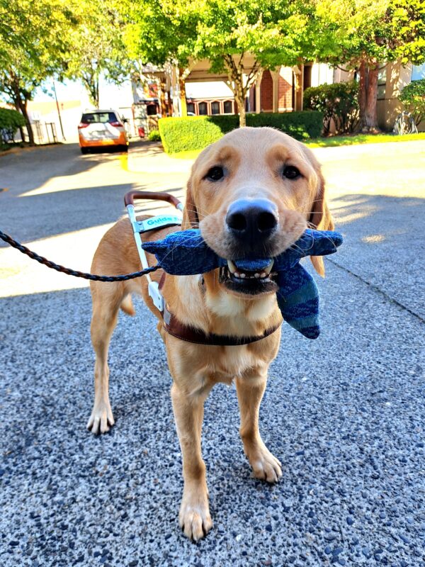 Yellow cross (Swayze) standing in harness with a blue squeaky toy in his mouth.