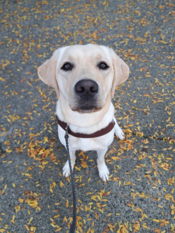 Yellow lab (Jean) sits in harness staring up at the camera. Beautiful yellow leaves fill the ground below her.