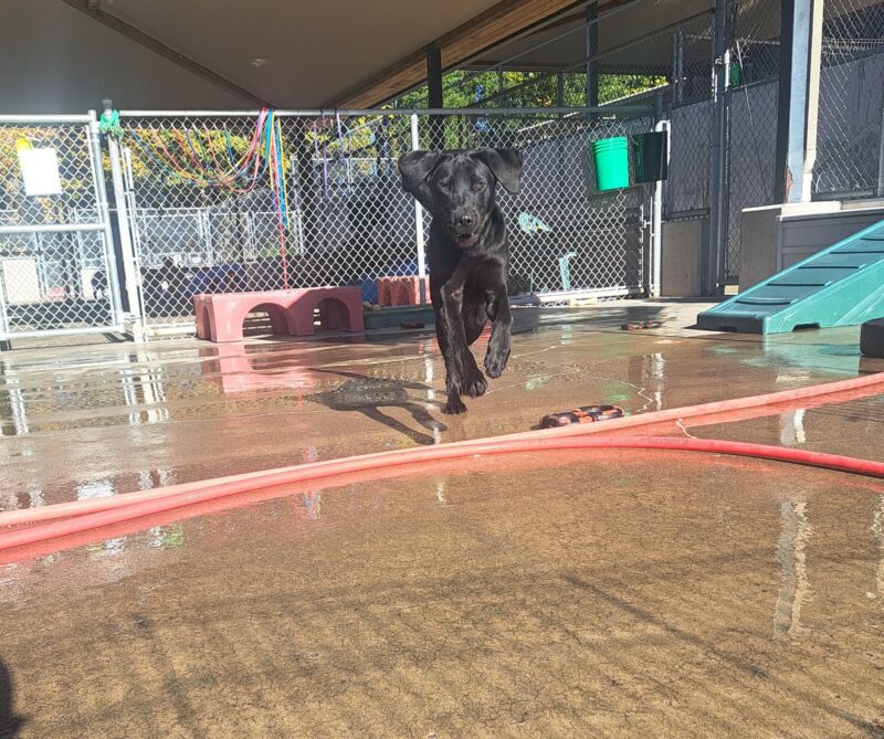 Black lab (Milagro) running towards the camera, ears and lips flopping as he runs.
