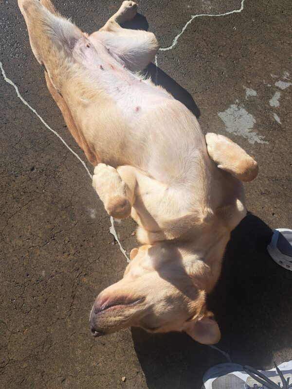 <p>Yellow lab (Pebble) lying down in community run with her tummy in the air asking for belly rubs.</p>