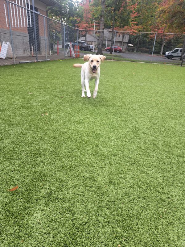 Yellow lab (Jean) running on green turf towards the camera. Her ears and lips flopping as she runs.
