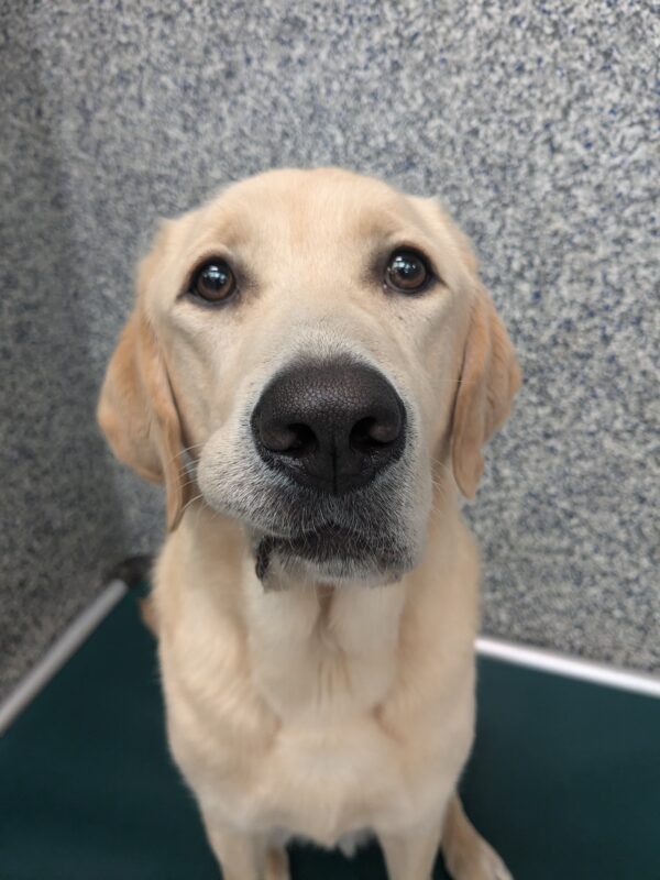 Heath is sitting on his green Karunda bed looking at the camera. He would have a serious face, but his lip is caught in his teeth, and so he has a cute goofy smile.