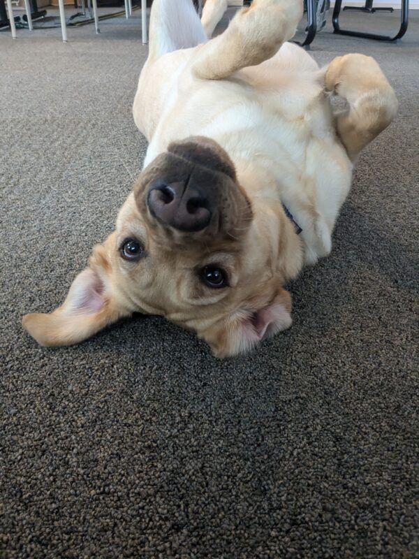 Kiko is on her back on the carpet, showing off her silly side. She is looking at the camera and her ears are flipped outwards.
