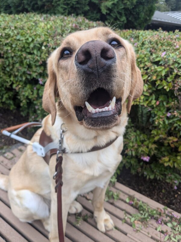 Kiko sits in harness on a bench with a green bush behind her. She has a big smile and is looking at the camera.