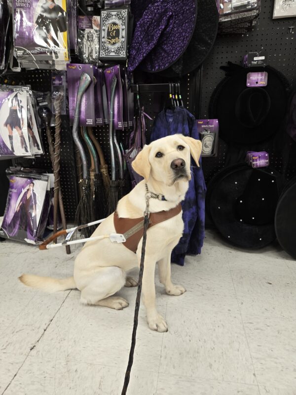 Janey is wearing her harness and sitting in a Spirit Halloween. There are various aspects of a witch costume in the background.