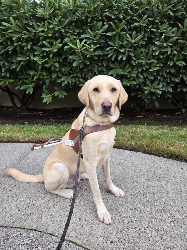 Farley is at the Gresham Lounge. He is sitting, wearing his harness and looking at the camera.