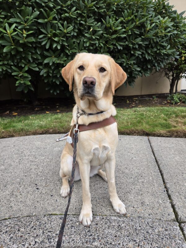 Miranda is wearing her harness and sitting outside of the Gresham Lounge. She's looking at the camera with a slight head tilt.