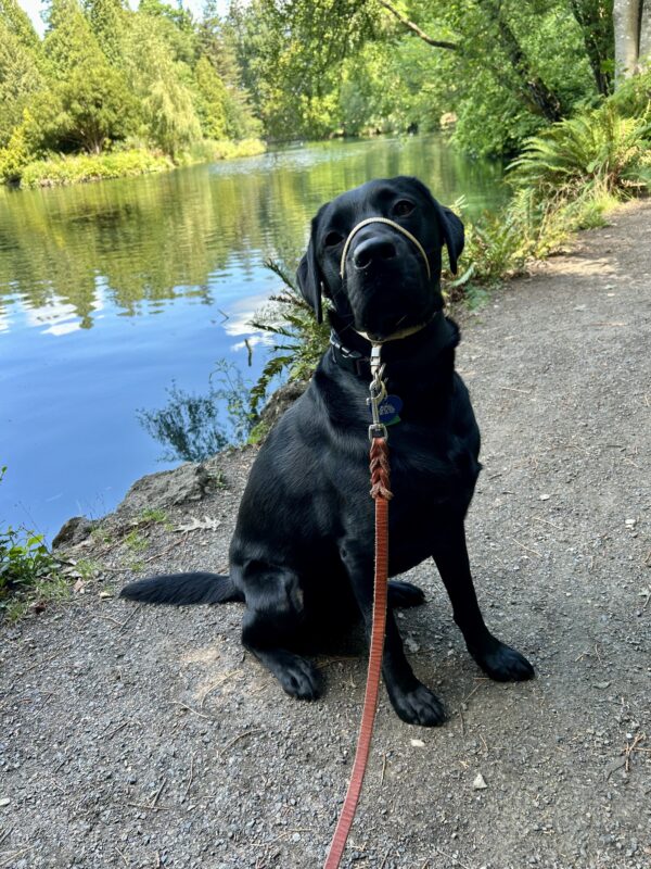 <p>Socrates sits on a trail next to a lake surrounded by lush trees and bushes.</p>