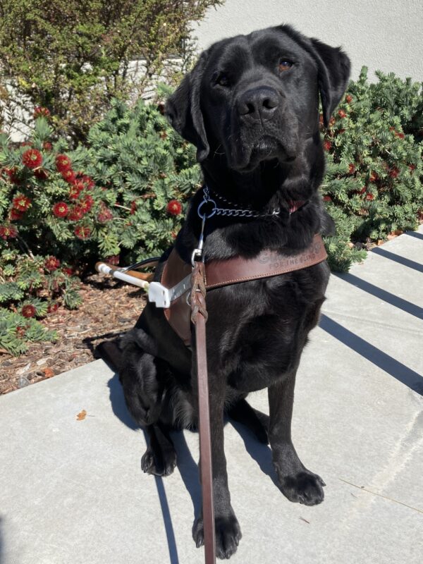 Alistair is standing in the community run yard looking at the camera. His mouth is slightly open and his tail is mid-wag.