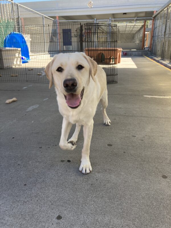 Redwood is trotting towards the camera in community run. His mouth is open in a big smile.