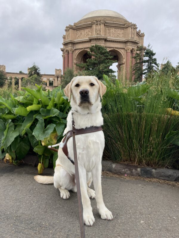 Redwood is sitting on a paved pathway in front of the Palace of Fine Arts in San Francisco. He is wearing a guide dog harness and looking at the camera. Behind him are several large, leafy, green plants.