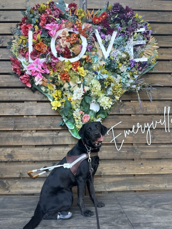 Festive sitting in harness with a heart made of flowers and 