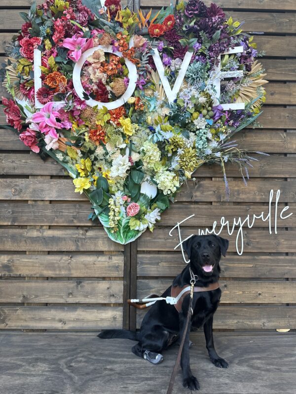 Neema sitting in harness with a heart made of flowers and 