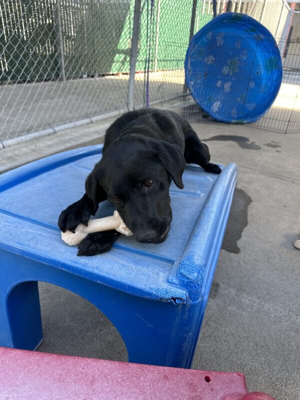 Neema laying on a blue play structure, chewing on a bone.