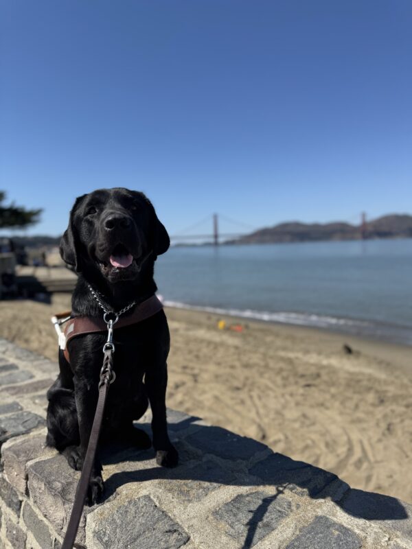 Photo is of black lab male DaVinci sitting on a rock wall in harness with the bay and Golden Gate Bridge behind him.