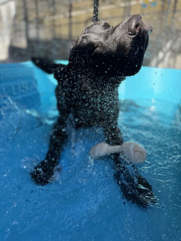Photo is of DaVinci lying in a small blue kiddie pool with a bone in front of him. He is mid-shake and his ears and water droplets are flying all around him.
