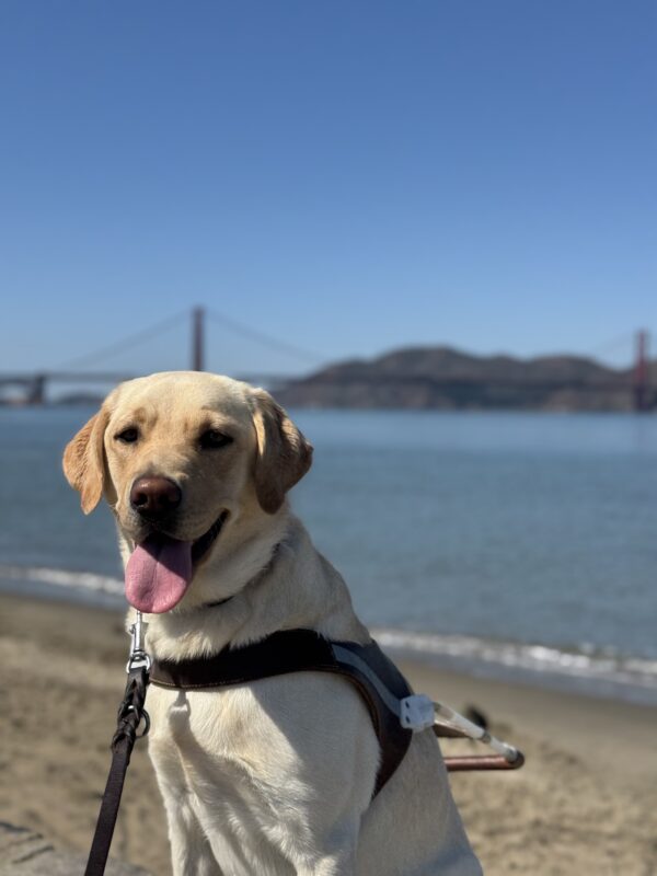 <p>Tangerine sits in harness with her chest and head in the foreground and the bay and Golden Gate Bridge behind her. She has her tongue out and is looking toward the camera</p>