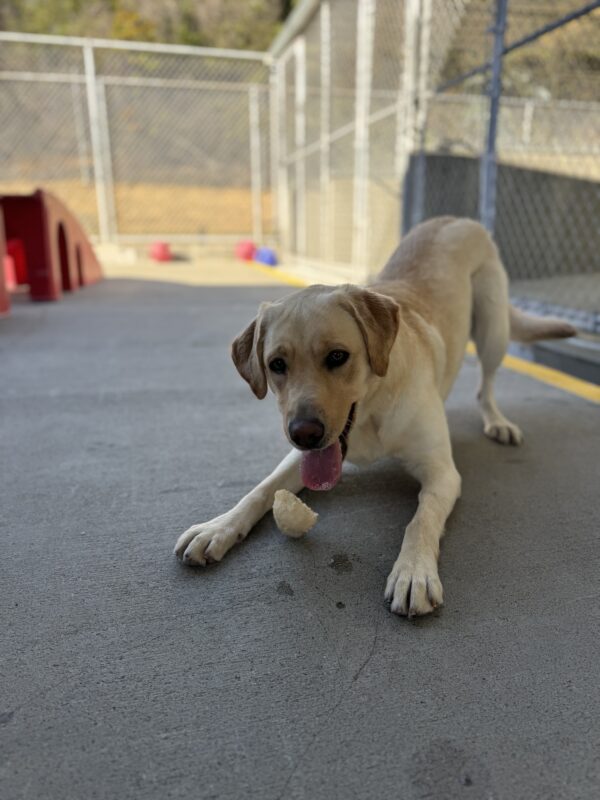 <p>Tangerine poses in a partial “play bow” position in community run looking toward the camera with a bone between her front paws</p>