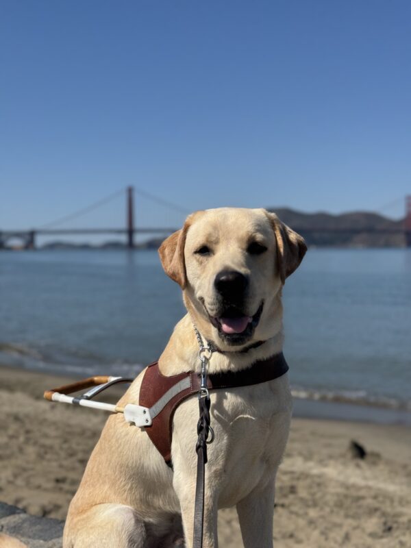 Photo is a portrait of yellow lab male Matt in harness with the bay and Golden Gate Bridge behind him. He is looking at the camera with a smile.