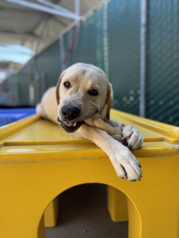 Photo is of Matt lying in a yellow play structure in community run chewing a bone