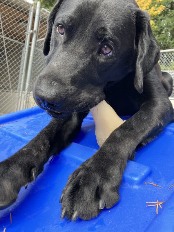 Black Lab Muir is lying on a blue play structure in the community play yard. He is chewing on a Nylabone, his head tilted up and he is gazing off to the side of the camera.