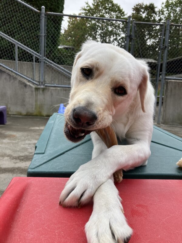 Yellow Lab Pink is lying on green and red play structures in the community run play yard. She is chewing on a bone, holding it with front legs that are crossed out in front of her.