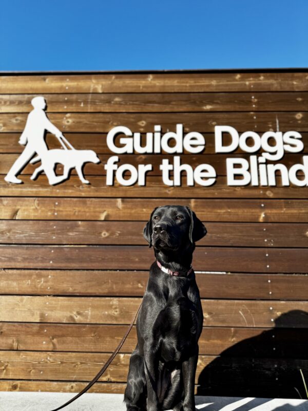 <p>Georgie sits on a low wall with a wooden sign behind her bearing Guide Dog’s logo. She looks off in the distance with a serious determination, as if she can see her wonderful future! </p>
