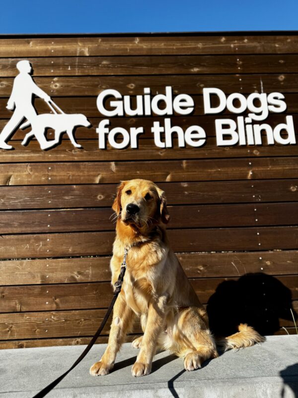 <p>Charmaine sits on a low wall in front of a sign that says Guide Dogs for the Blind. Her golden coat looks especially shiny in the warm California sunshine.</p>